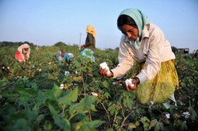 Indian-cotton-pickers-e1415184008555.jpg